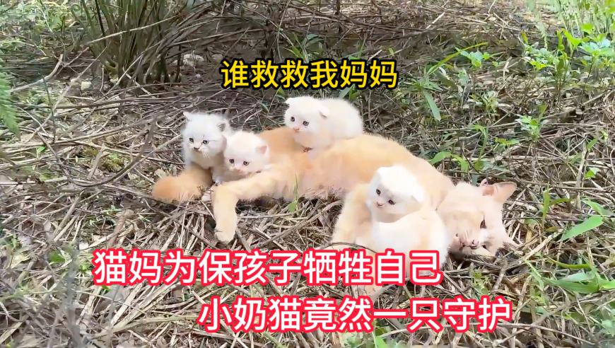 小魚(yú)兒論壇三十碼網(wǎng)站資料,70歲房東猥褻女生 因年紀(jì)大免行拘,經(jīng)濟(jì)性執(zhí)行方案剖析_測(cè)試版V5.79
